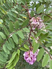 Robinia viscosa