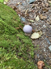 Cortinarius caperatus