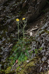 Hieracium morii