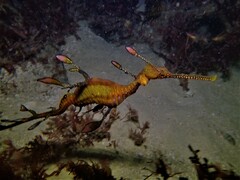 Phyllopteryx taeniolatus