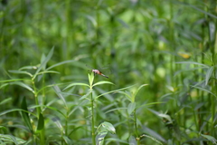 Brachydiplax chalybea
