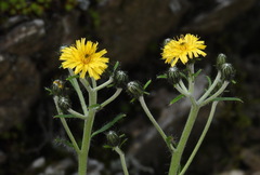 Hieracium morii