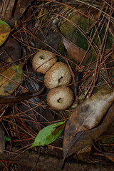 Lycoperdon caudatum
