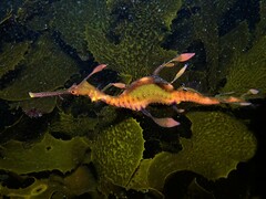 Phyllopteryx taeniolatus