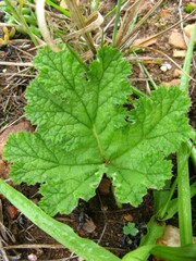 Pelargonium lobatum