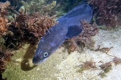 Conger wilsoni