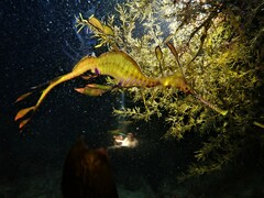 Phyllopteryx taeniolatus