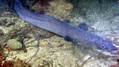 Conger wilsoni