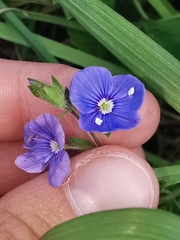 Veronica chamaedrys