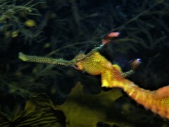 Phyllopteryx taeniolatus