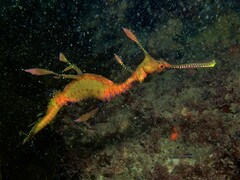 Phyllopteryx taeniolatus