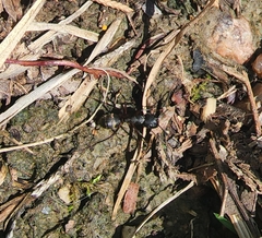 Camponotus chromaiodes