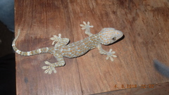 Gekko gecko