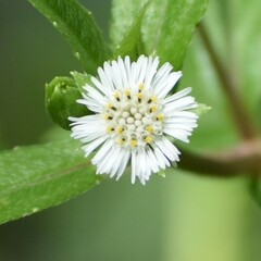 Eclipta prostrata