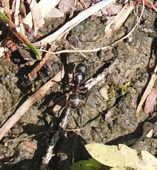 Camponotus chromaiodes