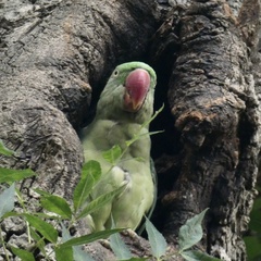 Psittacula eupatria