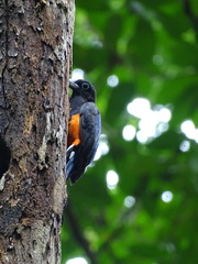Trogon bairdii