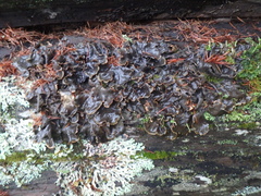Peltigera neopolydactyla