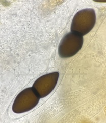 Delitschia chodocola