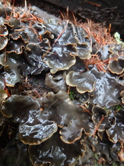 Peltigera neopolydactyla