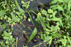 Eclipta prostrata