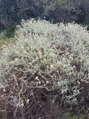 Helichrysum revolutum