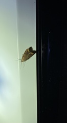 Tachystola acroxantha