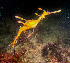 Phyllopteryx taeniolatus