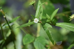 Eclipta prostrata