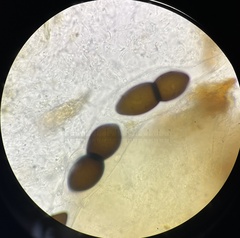 Delitschia chodocola