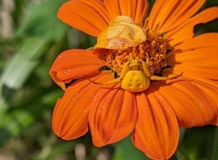 Tithonia rotundifolia