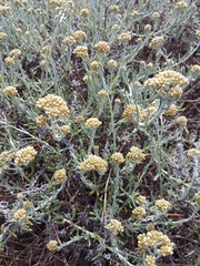 Helichrysum revolutum