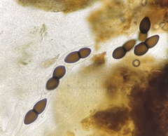 Delitschia chodocola