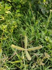 Dactyloctenium aegyptium