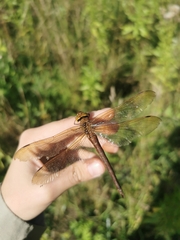 Aeshna grandis