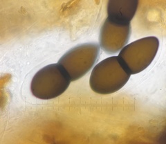 Delitschia chodocola