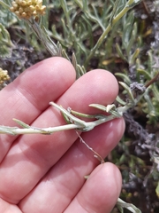 Helichrysum revolutum