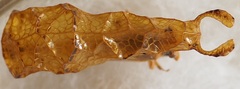 Oeda mielkei