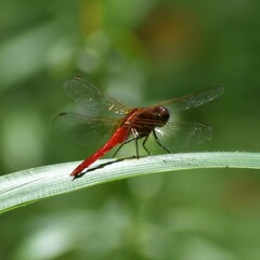 Rhodothemis rufa