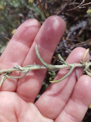 Helichrysum revolutum