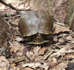 Terrapene carolina triunguis