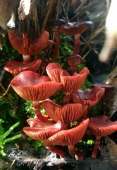 Tubaria rufofulva
