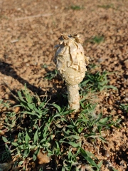 Podaxis