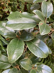 Brachyglottis elaeagnifolia