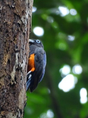 Trogon bairdii