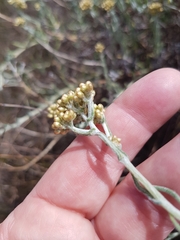 Helichrysum revolutum