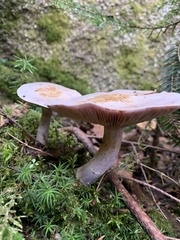 Cortinarius traganus