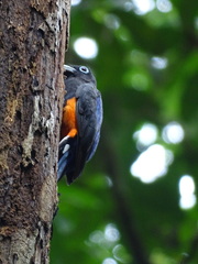 Trogon bairdii