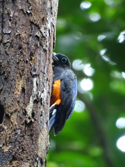 Trogon bairdii
