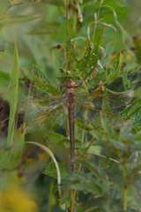 Aeshna grandis